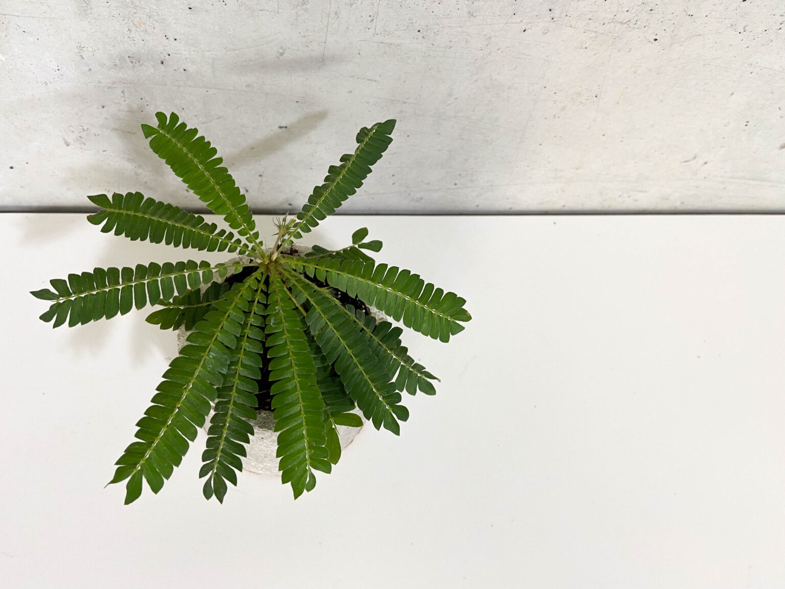 Rocco Pantalòn - Biophytum-2