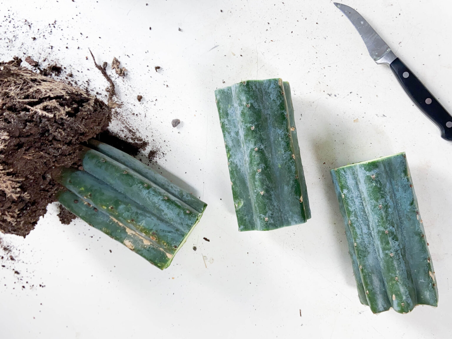 Rocco Pantalòn - Coronasanlast