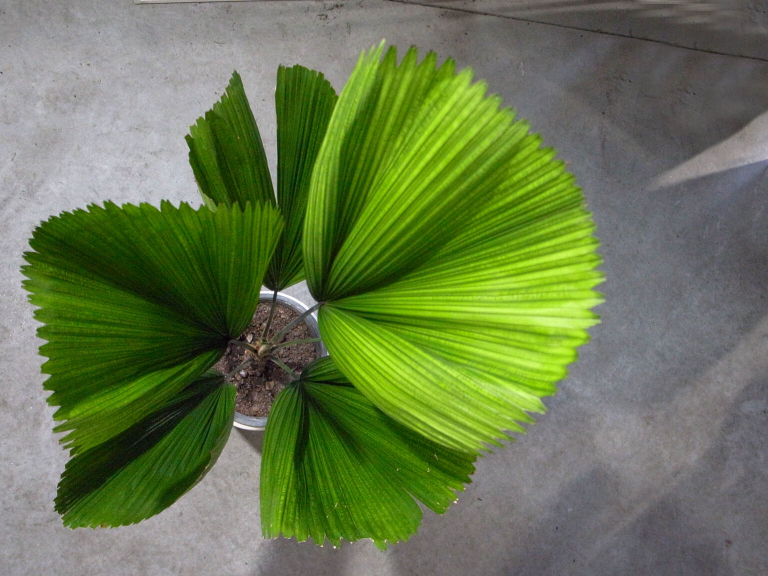 Rocco Pantalòn - Exif_jpeg_picture