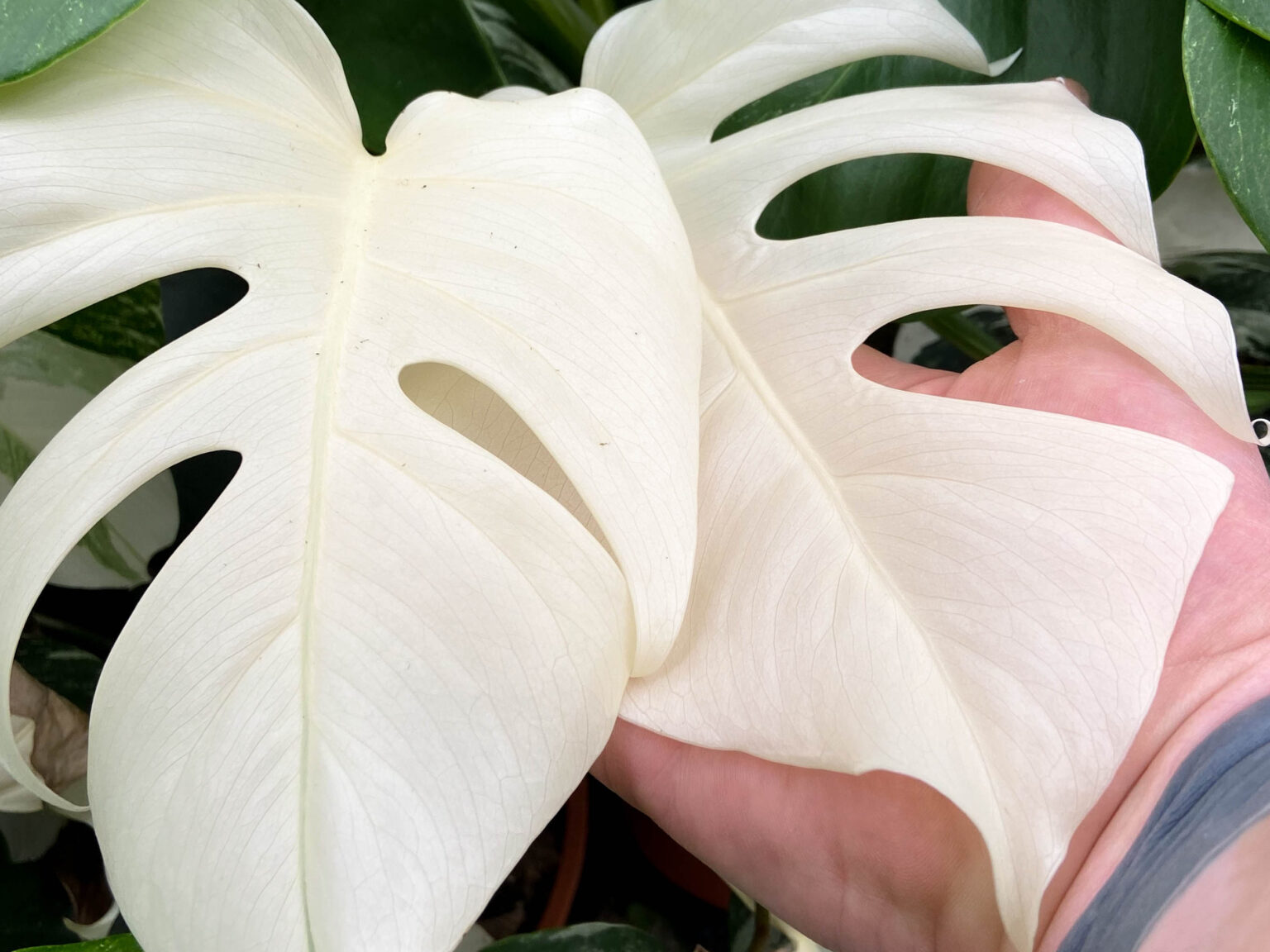 Rocco Pantalòn - Monsteraalbobunch