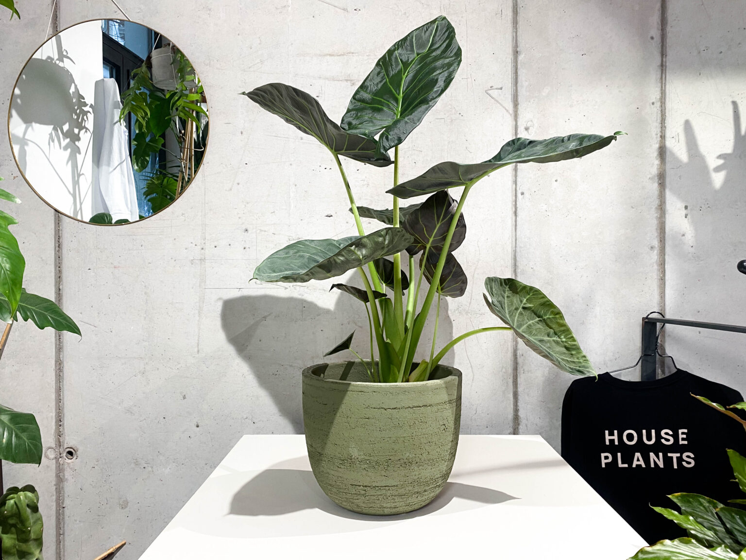 Rocco Pantalòn - Regal shields