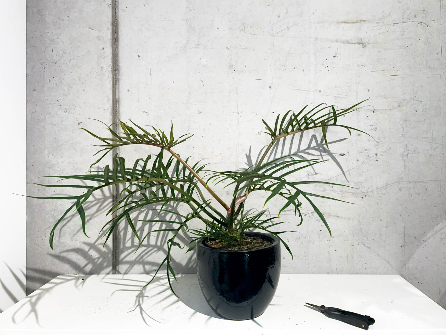 Rocco Pantalòn - Tortum